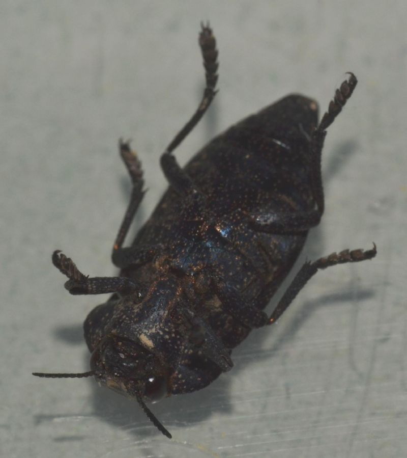 Buprestidae (40) - Capnodis tenebricosa